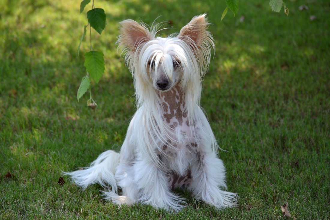 About The Chinese Crested We Love Chinese Cresteds Animal Rescue
